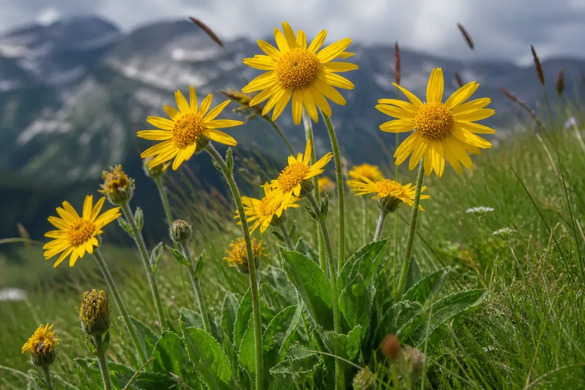 arnica montana souche preparation et etat des preuves