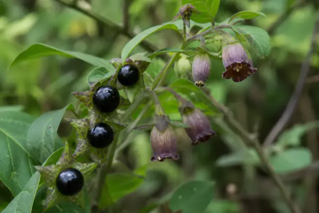 belladonna de la plante toxique a la souche homeopathique