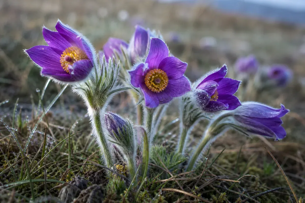pulsatilla souche histoire et lecture critique