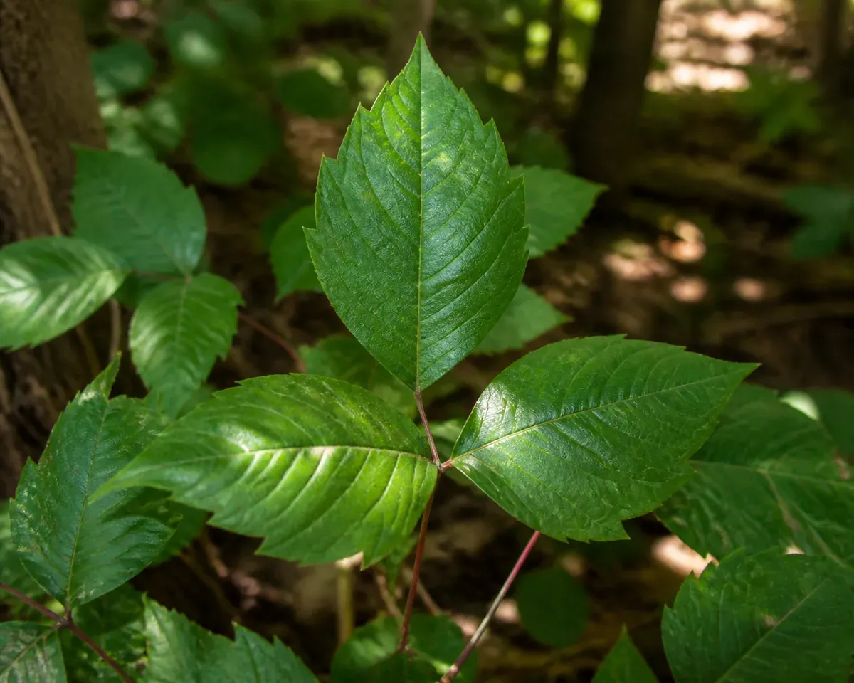 rhus toxicodendron souche toxique et cadre de preparation